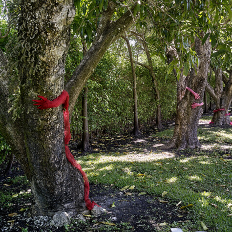 “Sculptural Tree Hugger” 2019. Mango trees embraced by knit colored wire.